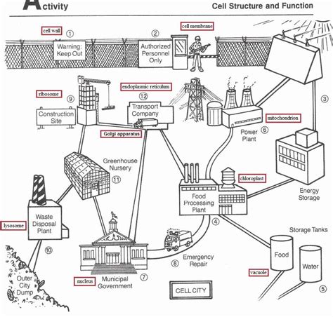 cell as a city|cell as a factory worksheet.
